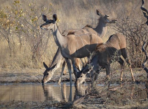 File:Kudu of kalahari.jpg - Wikimedia Commons