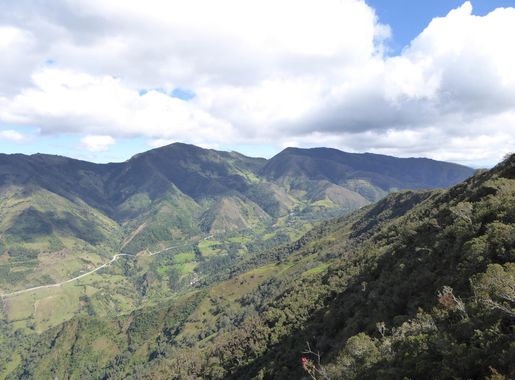 File:Podocarpus Ecuador207.JPG - 维基百科，自由的百科全书