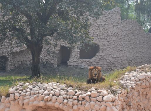 File:Lucknow Zoo Asiatic Lion.jpg - Wikimedia Commons