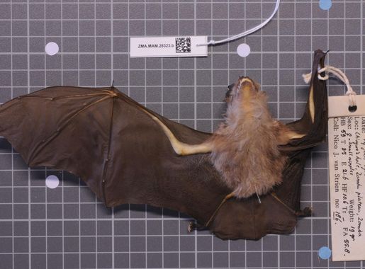 File:Naturalis Biodiversity Center - ZMA.MAM.28323.b ven - Rhinolophus  clivosus Augur - skin.jpeg - Wikimedia Commons