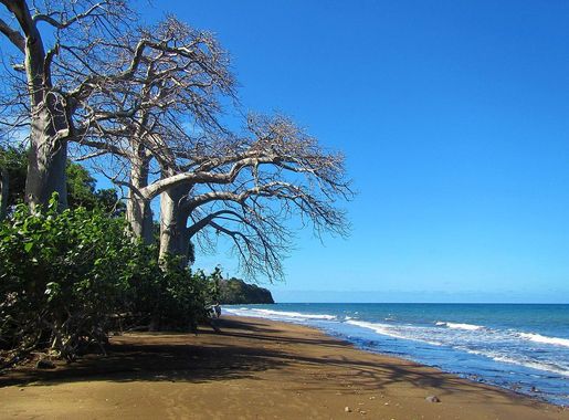 Archivo:Sakouli baobabs.jpg - Wikipedia, la enciclopedia libre