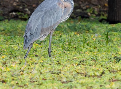 File:Goliath Heron Luangwa Zambia Jul23 A7R 06739.jpg - Wikimedia Commons