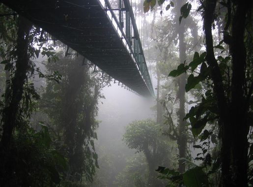 Archivo:DirkvdM canopy walk.jpg - Wikipedia, la enciclopedia libre