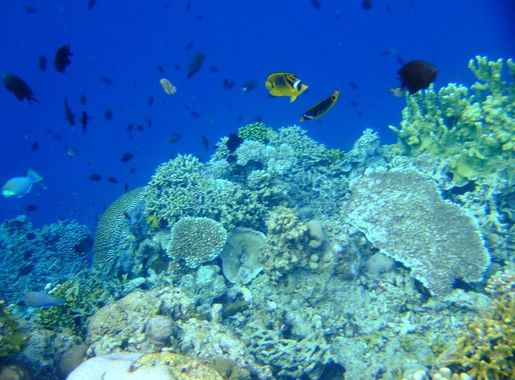 File:Bunaken Marine Park (6).JPG - Wikimedia Commons