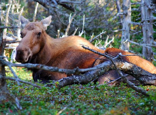 File:Cape breton highlands national park moose.JPG - Wikipedia