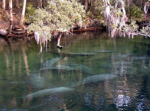 File:Manatees in Blue Spring.jpg - Wikimedia Commons