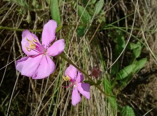 File:Quaresmeira Herb Flower (Tibouchina gracilis) in the Grasslands in Rio  Grande do Sul.jpg - Wikimedia Commons