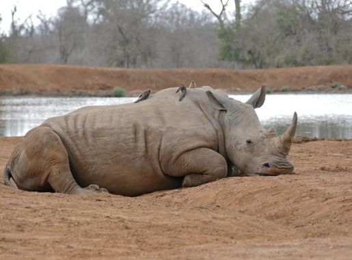File:White Rhino (Ceratotherium simum) at Ndlovu Waterhole ...  (31705152793).jpg - Wikimedia Commons