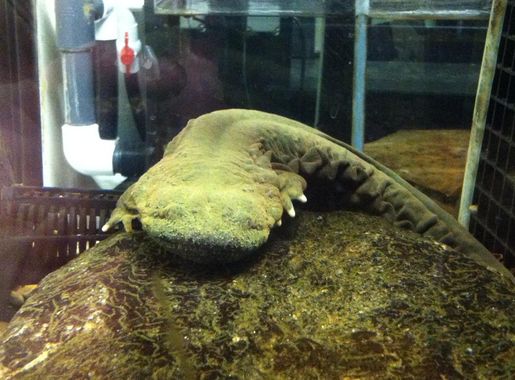Hellbender - Wikipedia