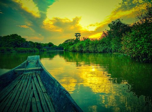 File:Ratargul Swamp forest near to watch tower.jpg - Wikimedia Commons