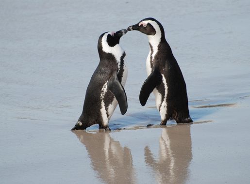 File:A pair of African penguins, Boulders Beach, South Africa.jpg -  Wikimedia Commons