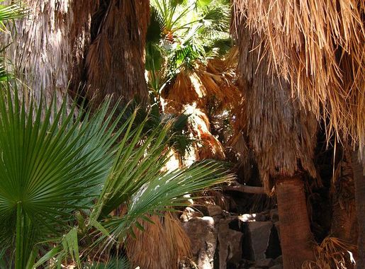 File:Joshua Tree National Park - Cottonwood Spring Oasis - 05.jpg -  Wikimedia Commons