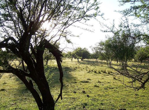 File:Bosque Río Queguay 01.JPG - Wikimedia Commons