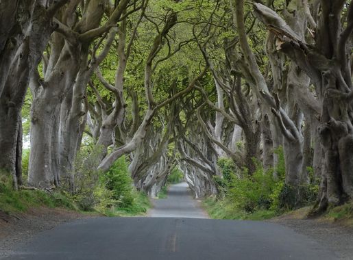 File:Dark Hedges near Armoy, Co Antrim (cropped).jpg - Wikipedia