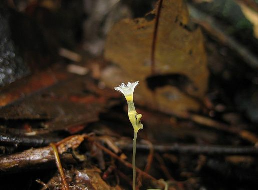 File:Gymnosiphon bekensis Korup National Park Cameroon IMG 1736 2.JPG -  Wikimedia Commons