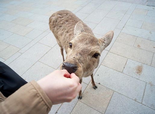 File:A deer at Nara Park, Japan.jpeg - Wikimedia Commons
