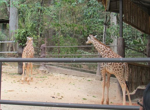 File:Melman and Mandela - Emperor Valley Zoo's two giraffes.JPG - Wikimedia  Commons