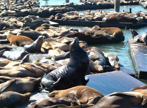 File:Cal Sea Lions on Pier 39.JPG - Wikimedia Commons