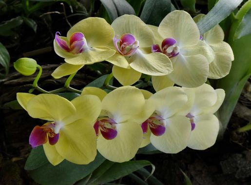 Free picture: exotic, orchid, rain forest, tropical, wildlife, flora,  blooming, petal