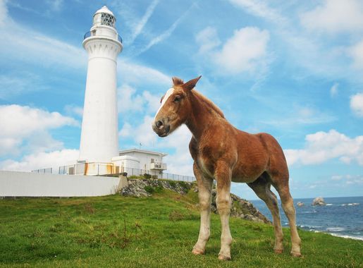 Airmen Adventures: Cape Shiriyazaki and wild horses