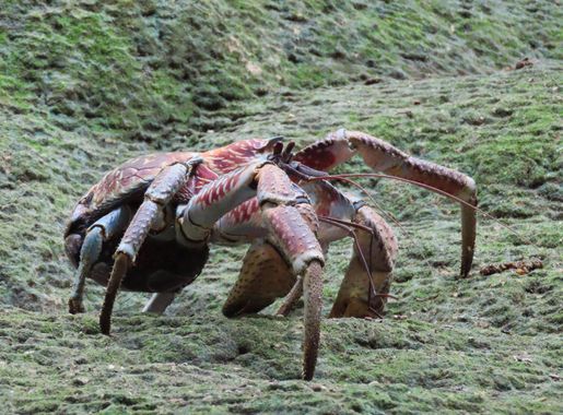 File:Coconut Crab at Christmas Island, Christmas Island National Park.jpg -  Wikimedia Commons