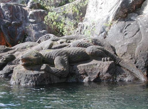 Taniwha - Wikipedia
