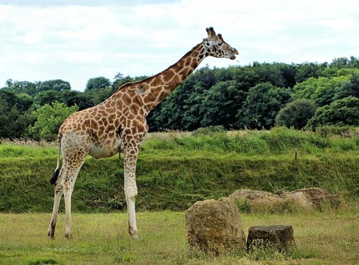 File:Giraffe - Cotswold Wildlife Park (28959191240).jpg - Wikimedia Commons