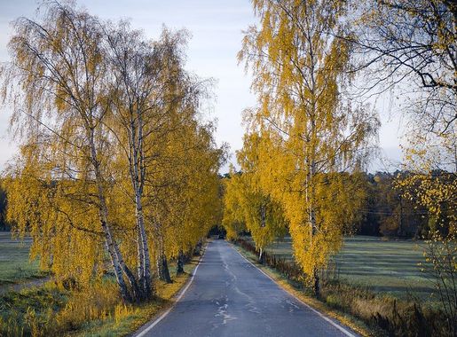 HD wallpaper: finland, turku, ruissalo, road, autumn, colors, yellow,  birches | Wallpaper Flare