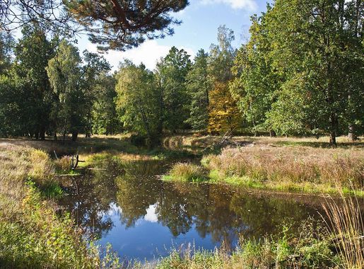 File:Река Уборть1.jpg - Wikimedia Commons