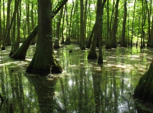 File:NatchezTraceParkway-Cypress Swamp2-Mile Post 122.jpg - Wikimedia  Commons