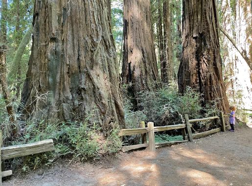 File:Large Trees and Small Girl at Henry Cowell Redwoods State Park in  California - June 2022.jpg - Wikimedia Commons