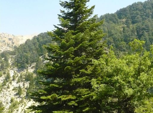 File:Abies cilicica in Ehden cedar reserve.jpg - Wikimedia Commons