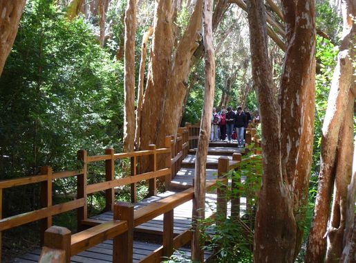 File:Pasarela en bosque de arrayanes.JPG - Wikimedia Commons