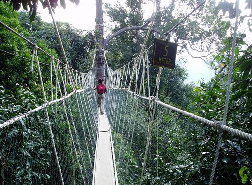 File:Canopy Walk.jpg - Wikimedia Commons