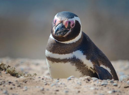 File:Magellanic penguin, Valdes Peninsula, a.jpg - Wikimedia Commons