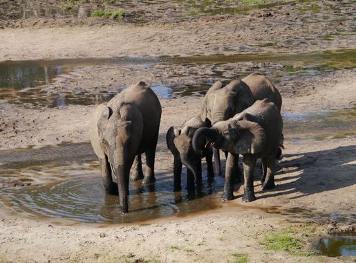 Ficheiro:African elephant, Dzanga Sangha, Central African Republic  (18945940511).jpg – Wikipédia, a enciclopédia livre