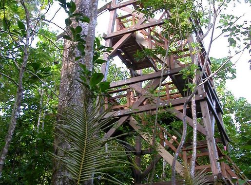 File:Canopy walkway tower in Falealupo.jpg - Wikimedia Commons