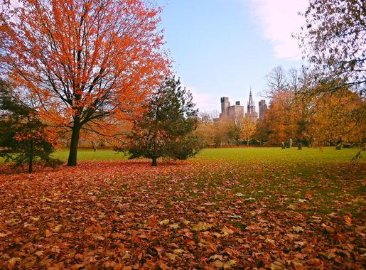File:Autumn in Bute Park (15822760022).jpg - Wikimedia Commons