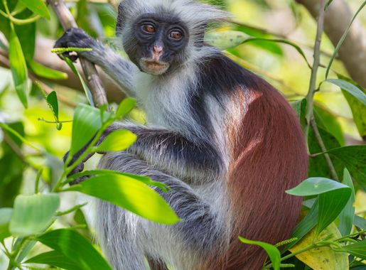 File:Colobo rojo de Zanzíbar (Piliocolobus kirkii), parque nacional de la  Bahía Jozani Chwaka, Zanzíbar, Tanzania, 2024-06-02, DD 17.jpg - Wikimedia  Commons