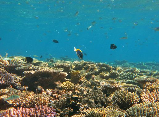 File:Baa Atoll (Voavah).JPG - Wikimedia Commons