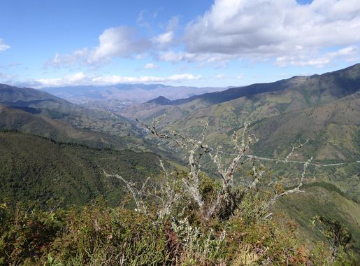 Archivo:Podocarpus Ecuador206.JPG - Wikipedia, la enciclopedia libre