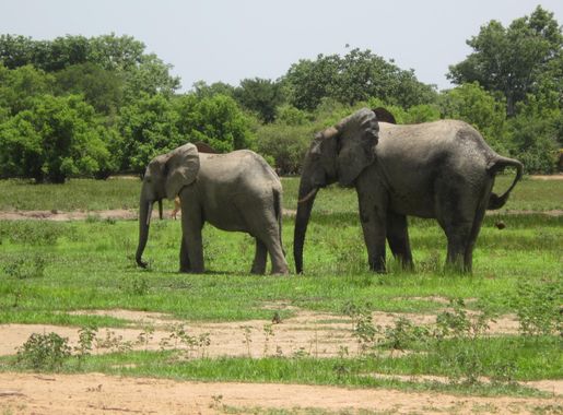 File:Ghanaian wildlife.JPG - Wikimedia Commons