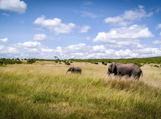 File:Masai Mara Wildlife (120793085).jpeg - Wikimedia Commons