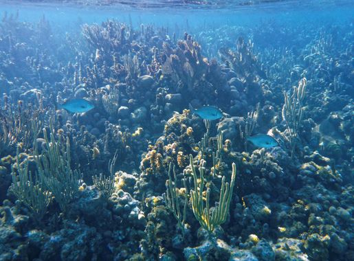 File:Glover's Reef 2-14 (33297602395).jpg - Wikimedia Commons