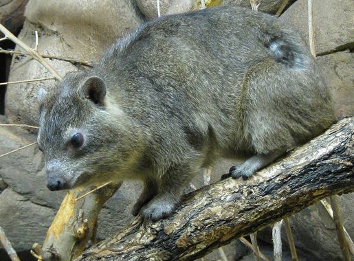 File:Hyrax Pueblo Zoo Colorado 2009.jpg - Wikimedia Commons
