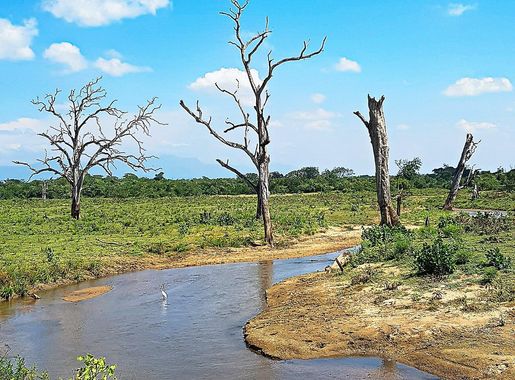 File:Udawalawe National Park Landsace.jpg - Wikimedia Commons