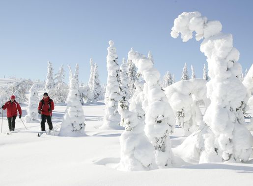 File:Skiing at Riisitunturi National Park.JPG - Wikimedia Commons