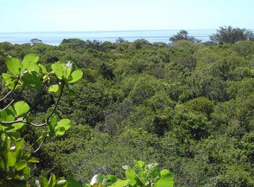 File:View over tropical dry forest to coastal strand vegetation on Jaco  Island, Tutuala, Lautem, Timor-Leste.jpg - Wikimedia Commons