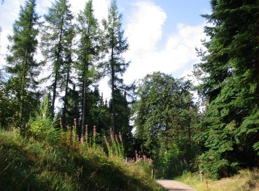 File:Skovhave1.jpg - Wikimedia Commons