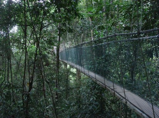 File:Poring canopy walk.JPG - Wikimedia Commons